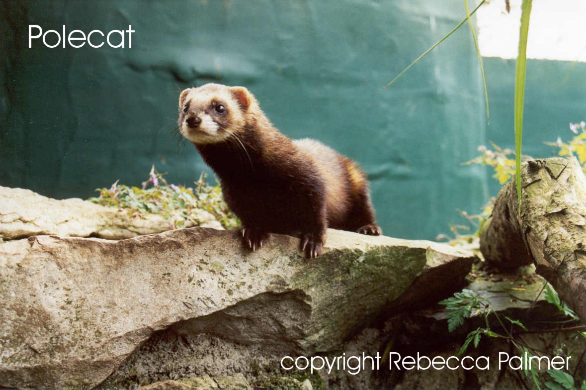 Polecat